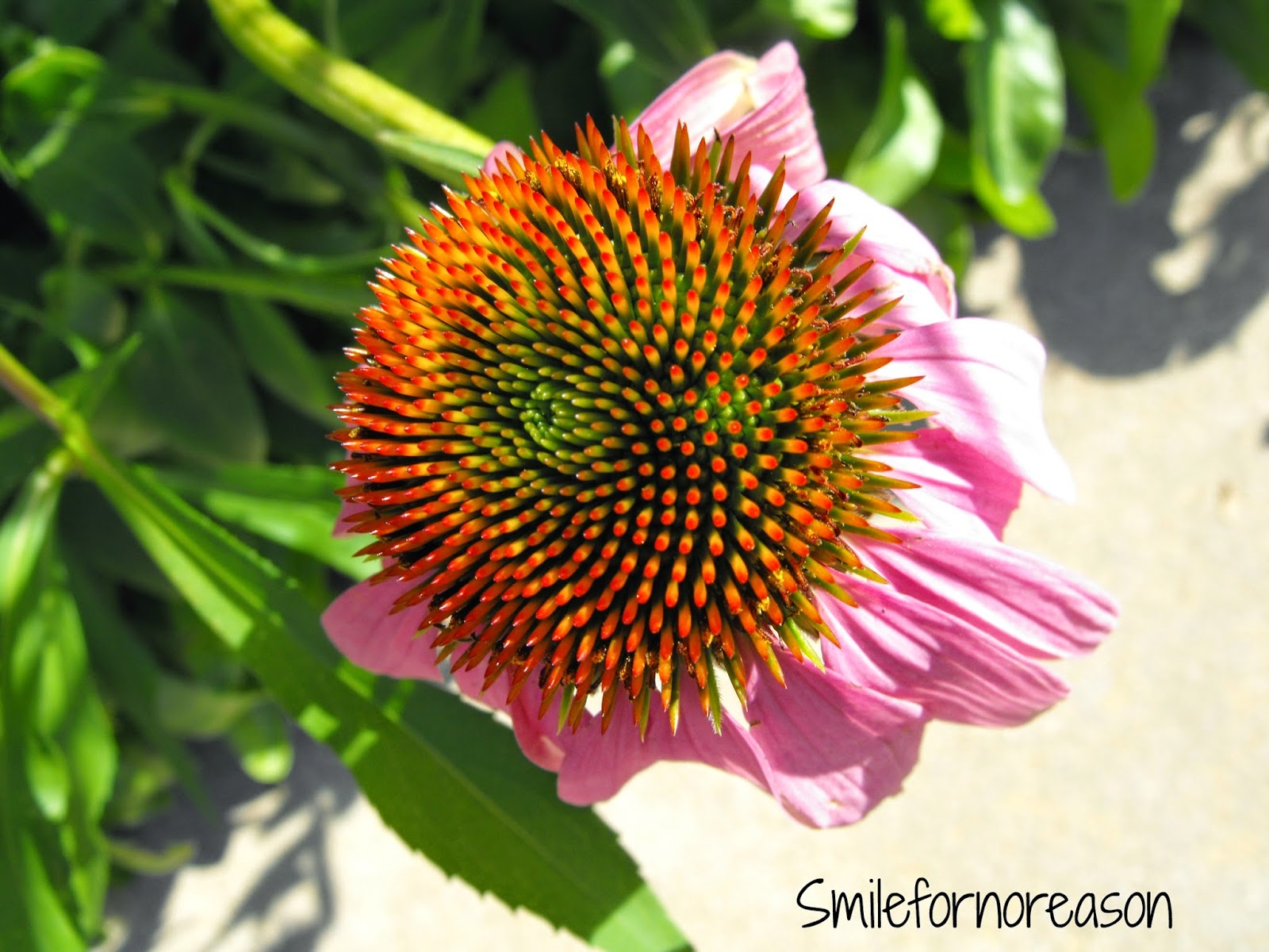 coneflower