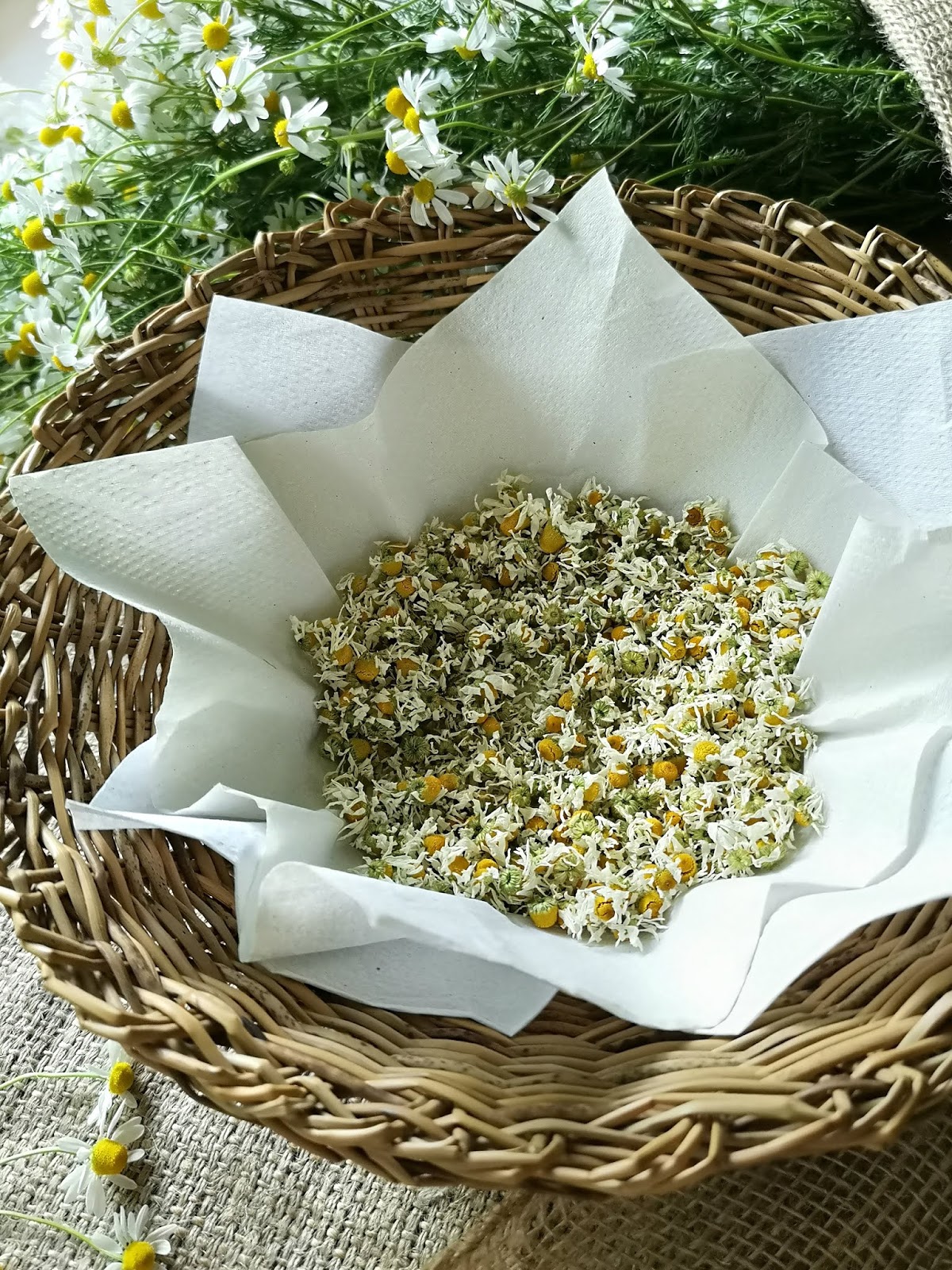 La camomilla fatta da me BRICIOLE DI SAPORI