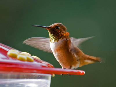 Why Won T Hummingbirds Come To My Feeder What Birds Are In My Backyard