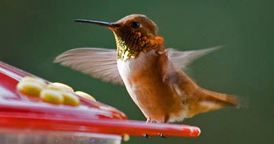 Why Won T Hummingbirds Come To My Feeder What Birds Are In My Backyard