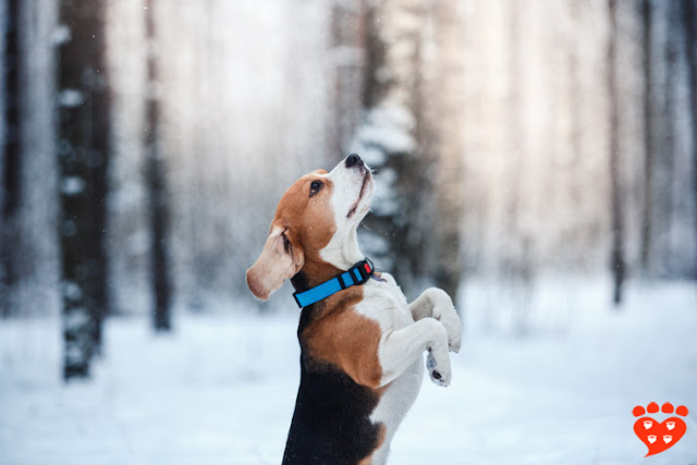 A beagle follows its nose, and these are the best pet people to follow for great info on dogs and cats