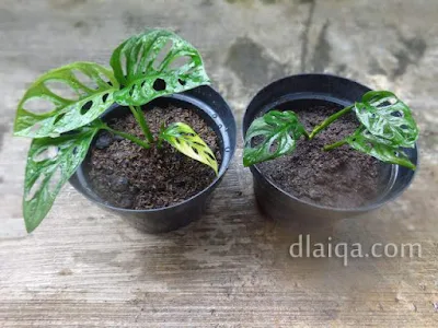 sekarang ada 2 pot tanaman janda bolong (Monstera adansonii)