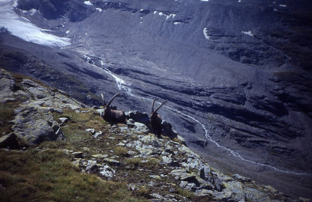 Capra ibex Capra ibex