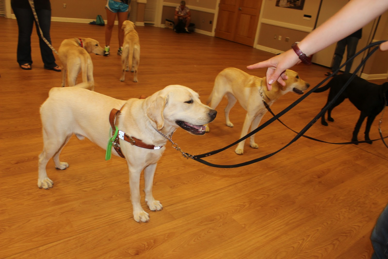 Brandon's life... as a guide dog in training Harness Every Moment