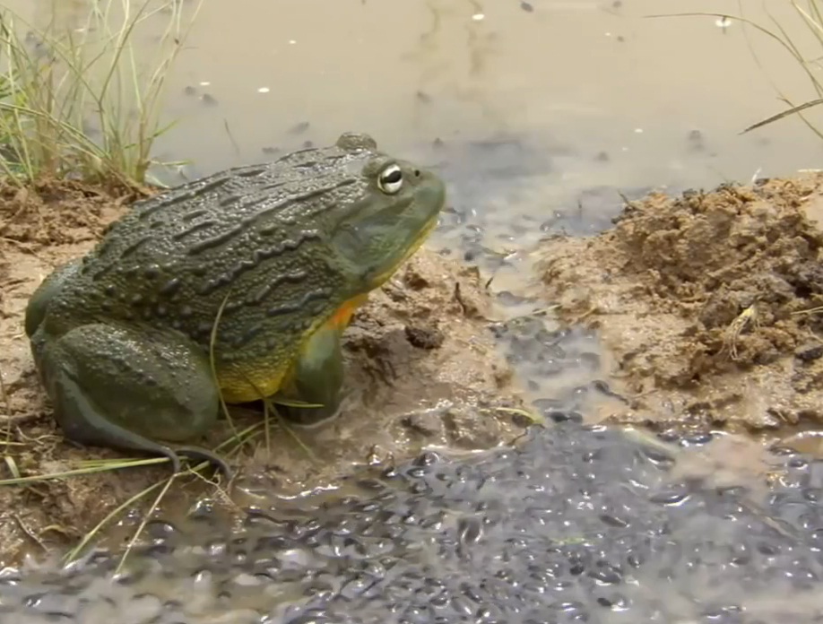 KATAK LEMBU ATAU KATAK BANTENG (BULLFROG) LOKASI JAKARTA : APA