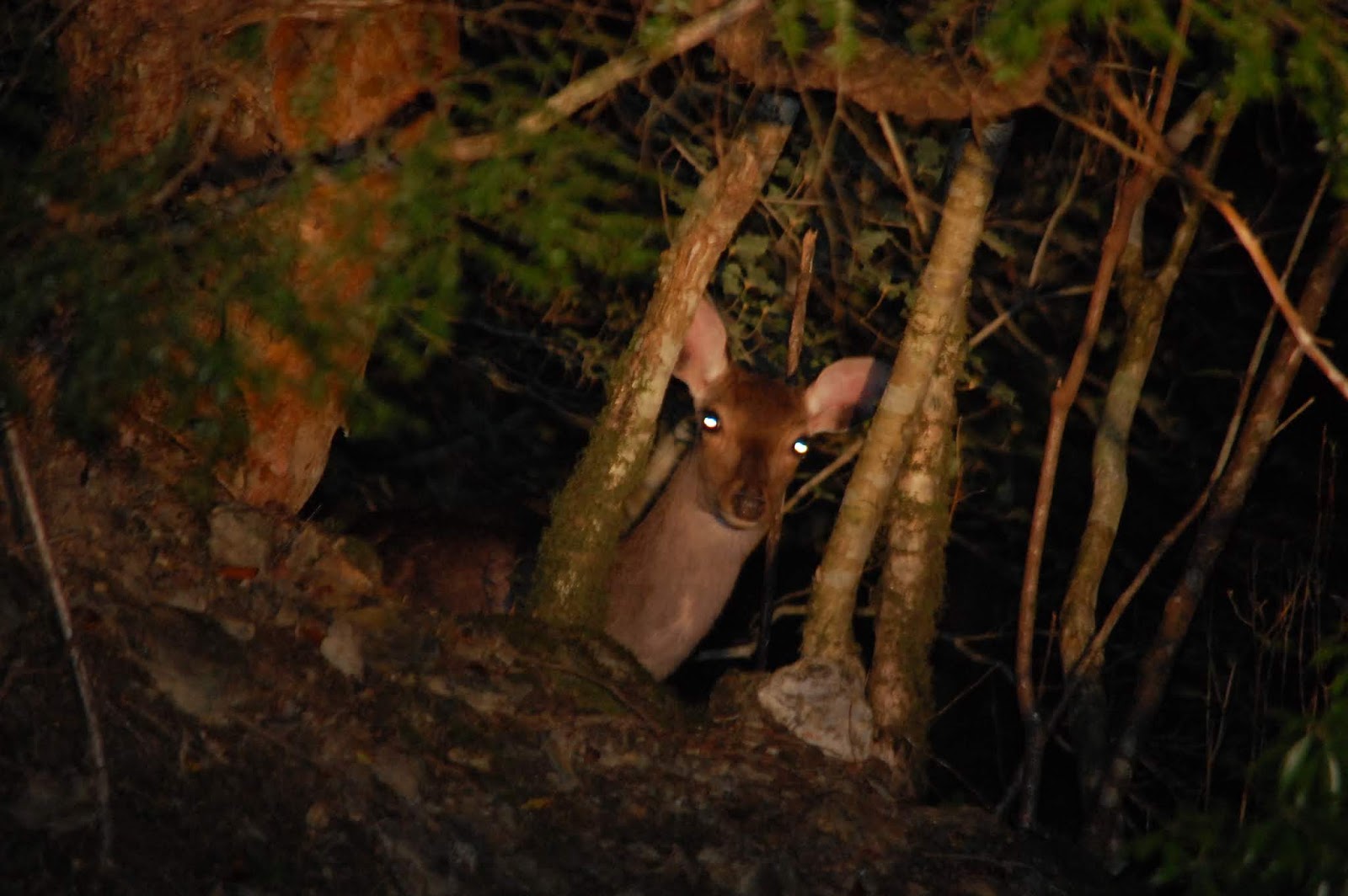 なぜほとんどの出産は夜間に起こるのでしょうか?