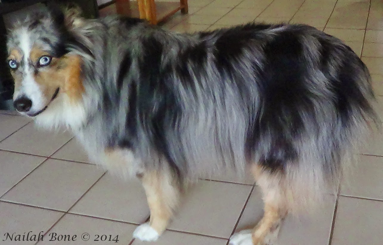 Monday Mischief Summer Puppy Cut for my Silly Australian Shepherd