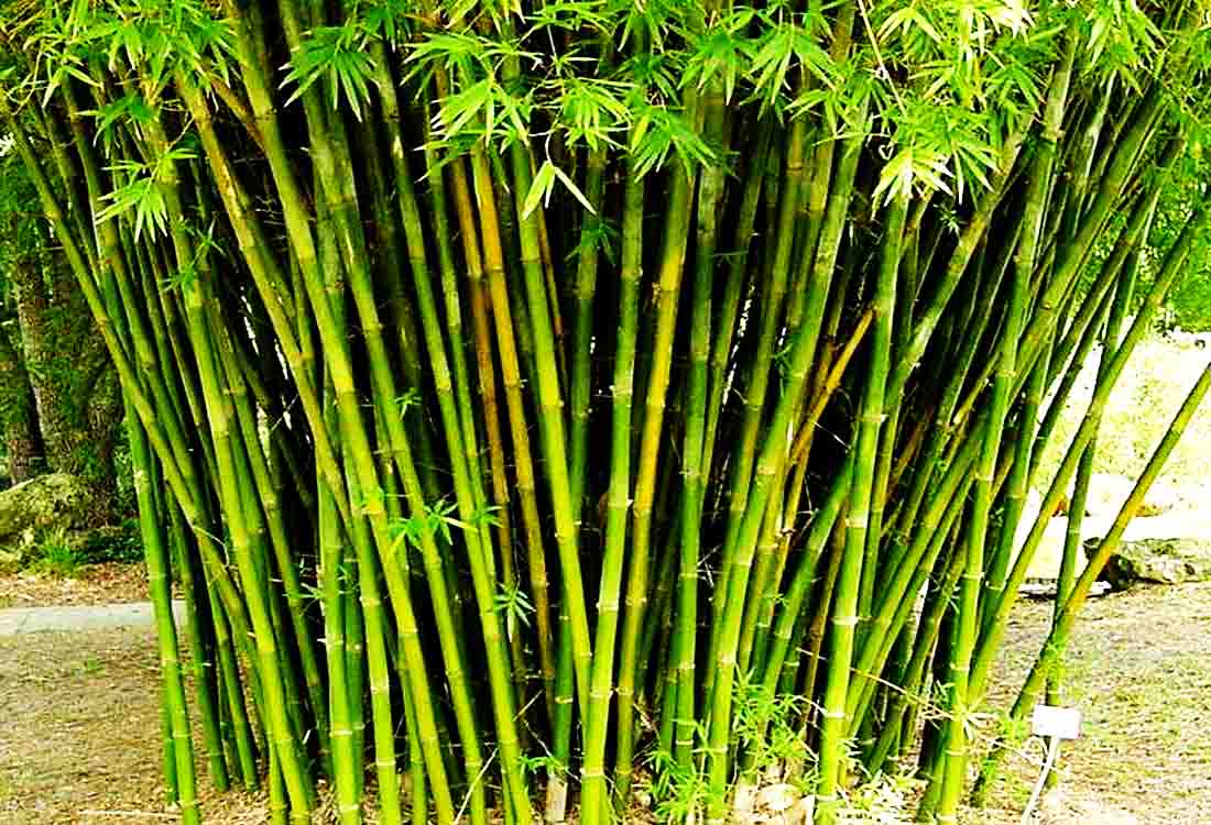 Tanaman Bambu  Bambu  sp Tumbuhan Batang Berumpun 