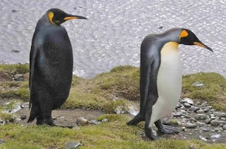 melanizm penguen