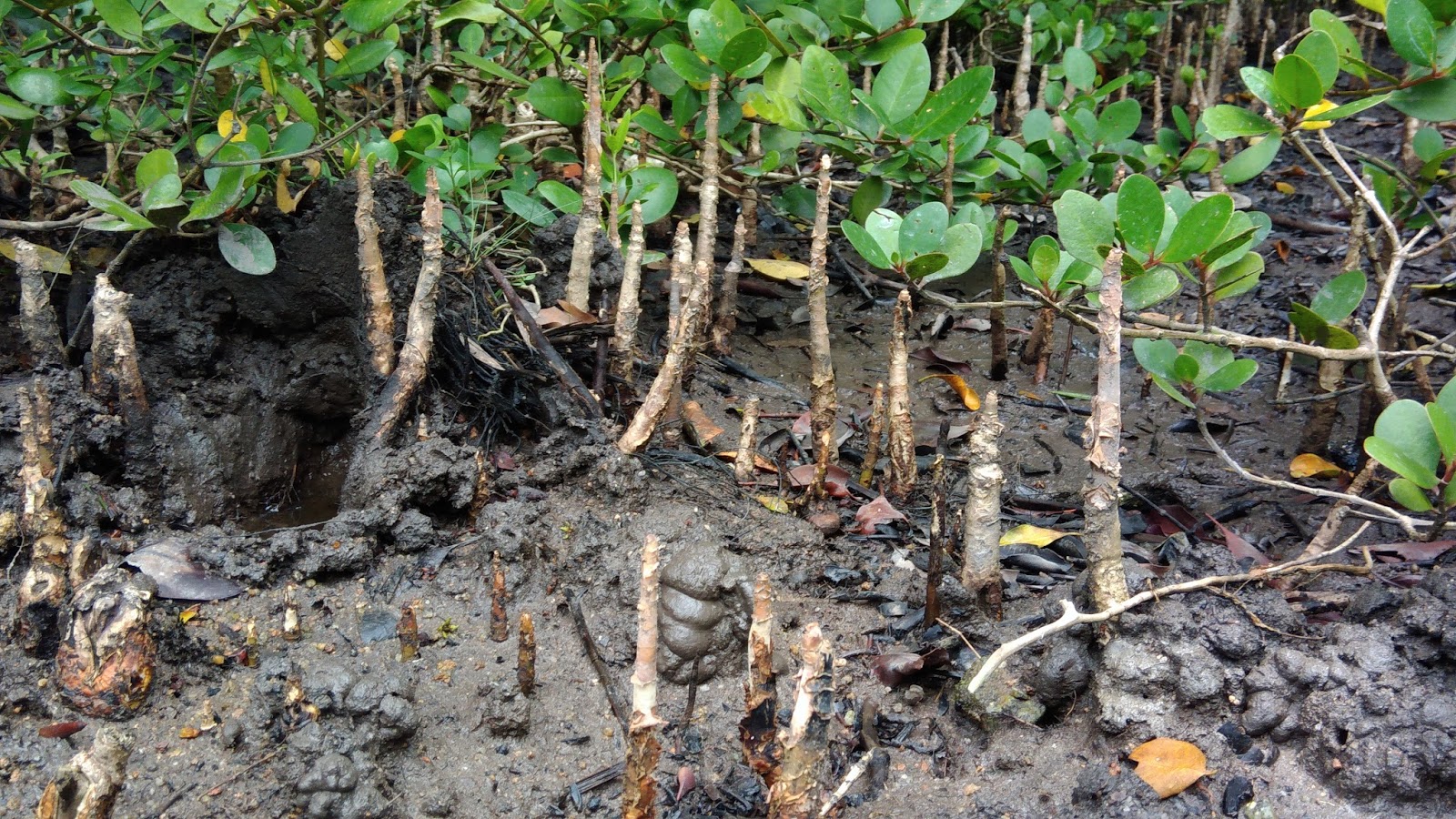 KUALA SEPETANG ECO TOURISM Matang Mangrove Forest Reserve Tour, Bird ...
