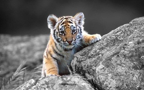 نمر, صور حيوانات, Panthera pardus,tiger ,سنوريات,صور