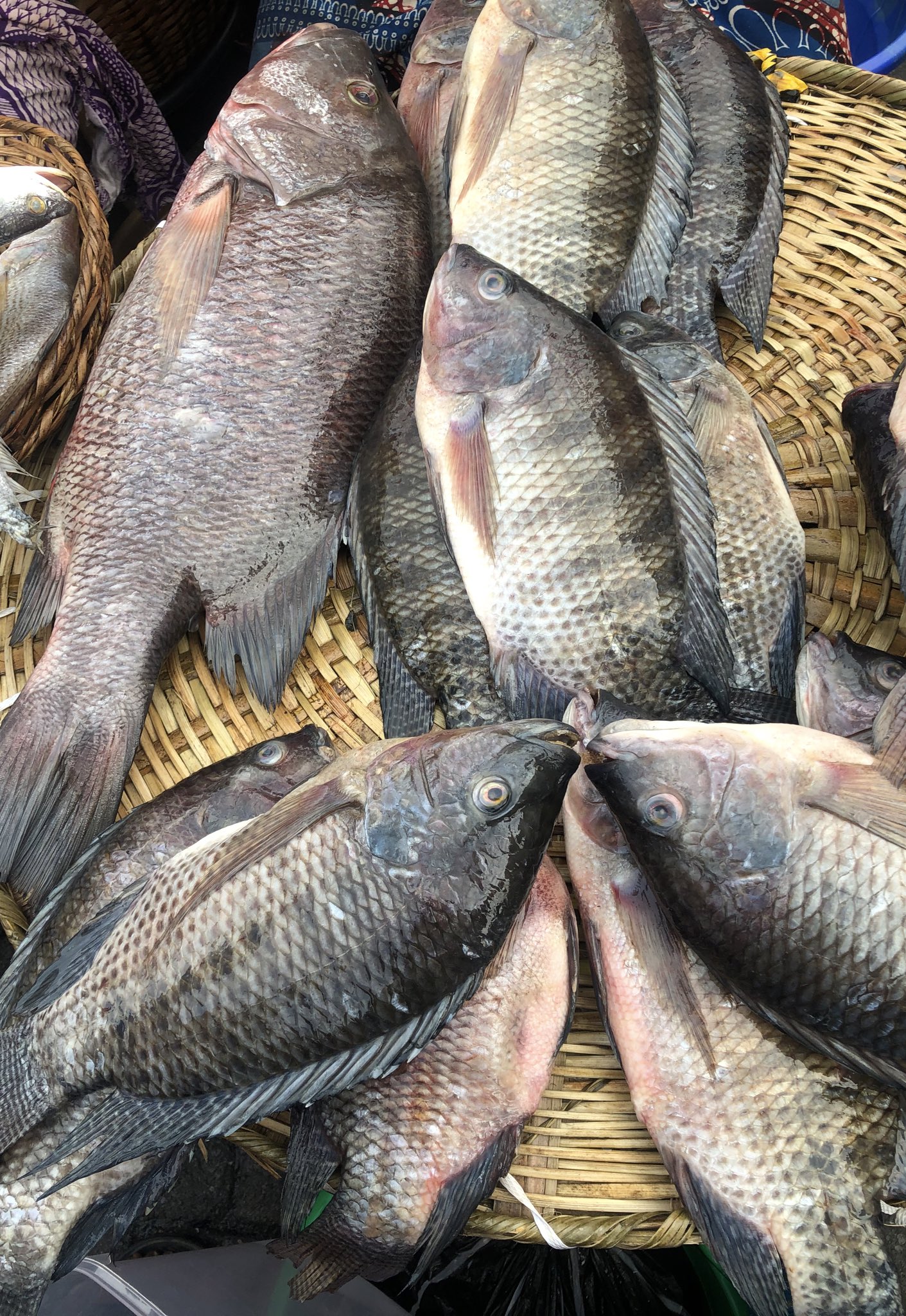 तिलापिया मछली के फायदे और नुकसान/तिलापिया मछली पालन Tilapia Fish