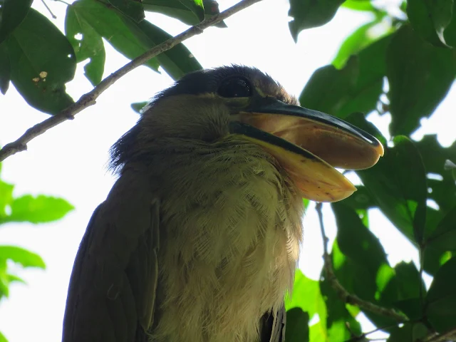 Costa Rica birds: Boat-billed heron