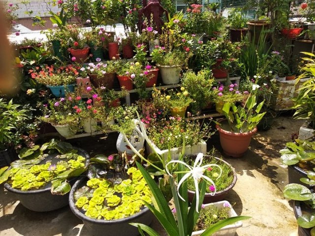 Kitchen Garden