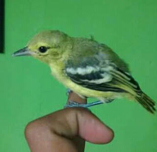 Perawatan Burung Sirfu Anakan Yang Benar Master Kicau Xyz