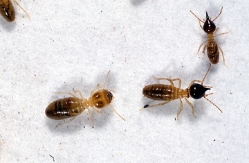 Rayap Katedral Pakarnya Sarang Pencakar Langit Re Tawon