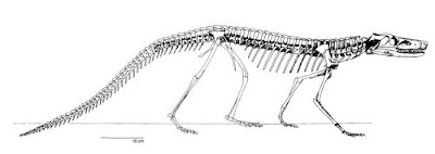 Dibothrosuchus squeleton