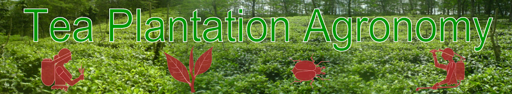 Tea Plantation Agronomy