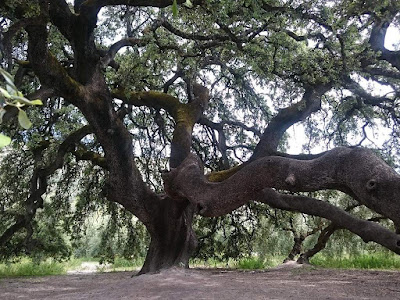 El árbol europeo del 2021 es la carrasca milenaria de Lecina - El maravilloso mundo de la naturalez