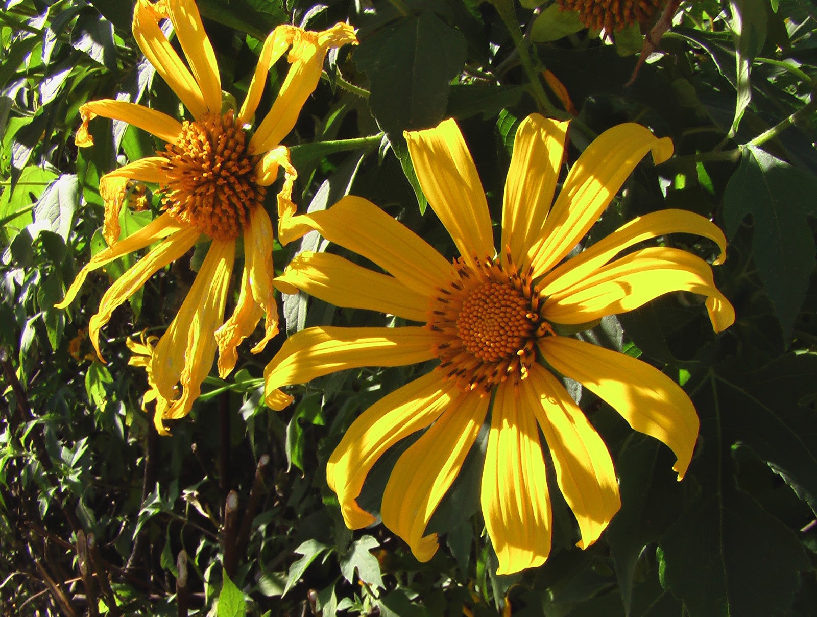 Staudengarten Gross Potrems Mexikanische Sonnenblume
