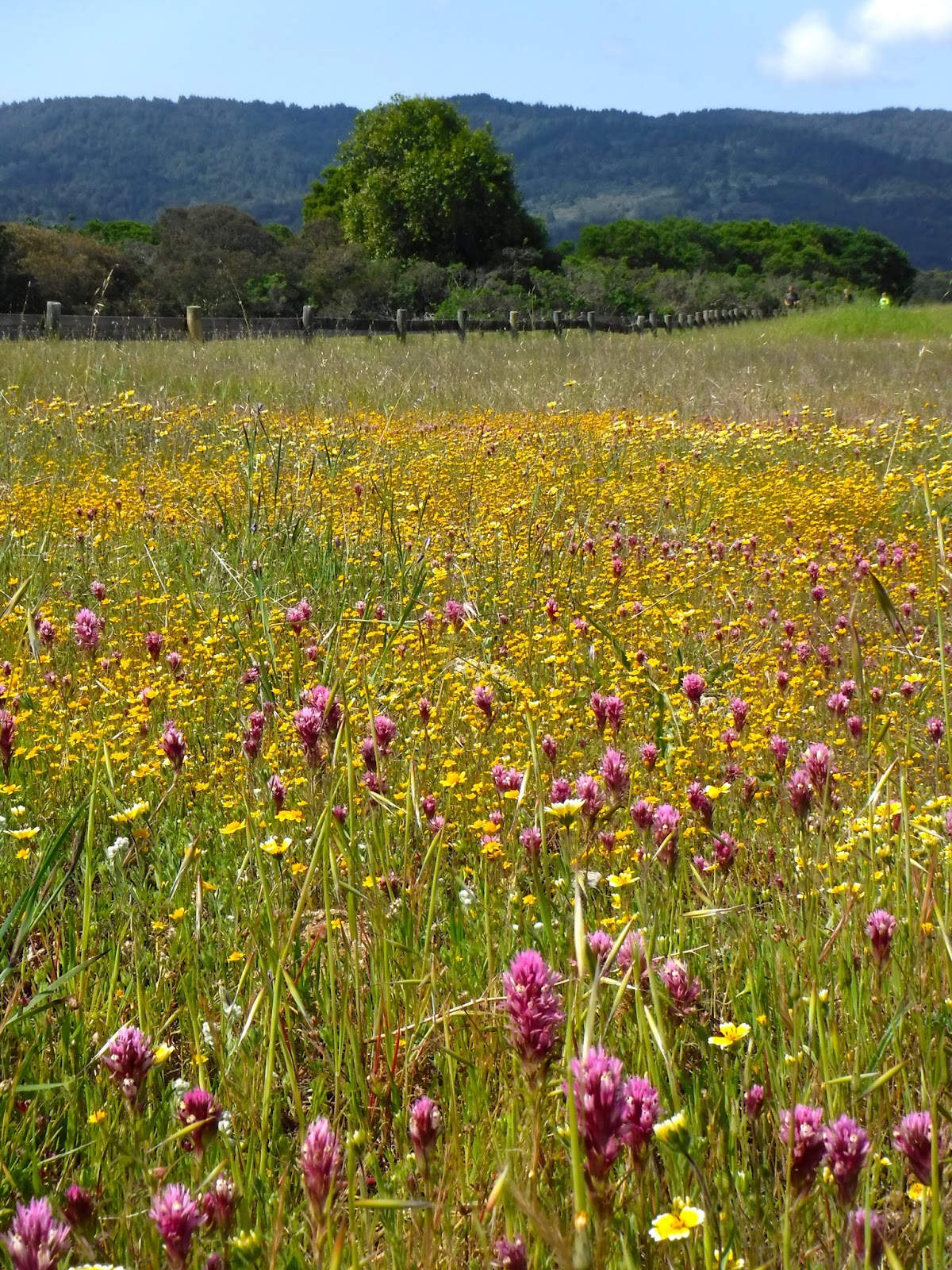 Santa Cruz Mountains Trails Wildflower Explosion at Edgewood County