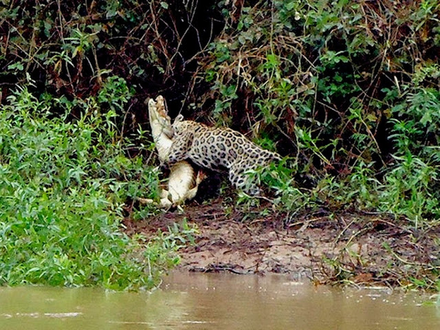 No Pantanal uma onça pintada atacando e matando um jacaré - foto de Juliano Macedo/ VC no G1