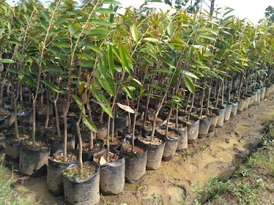  Bibit Tanaman Buah Durian Musang King
