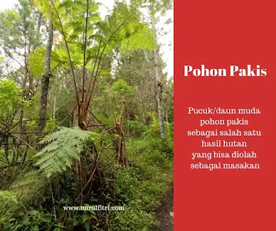 Pakis dari Hutan Sebagai Sumber Pangan