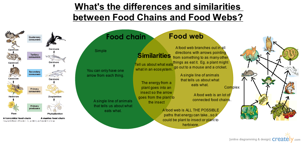 What is the difference between food chain and a food web ...