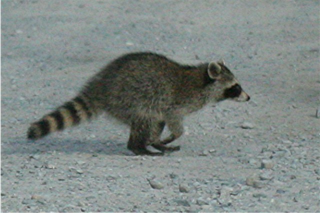 nature tales and camera trails A Raccoon Family crossing