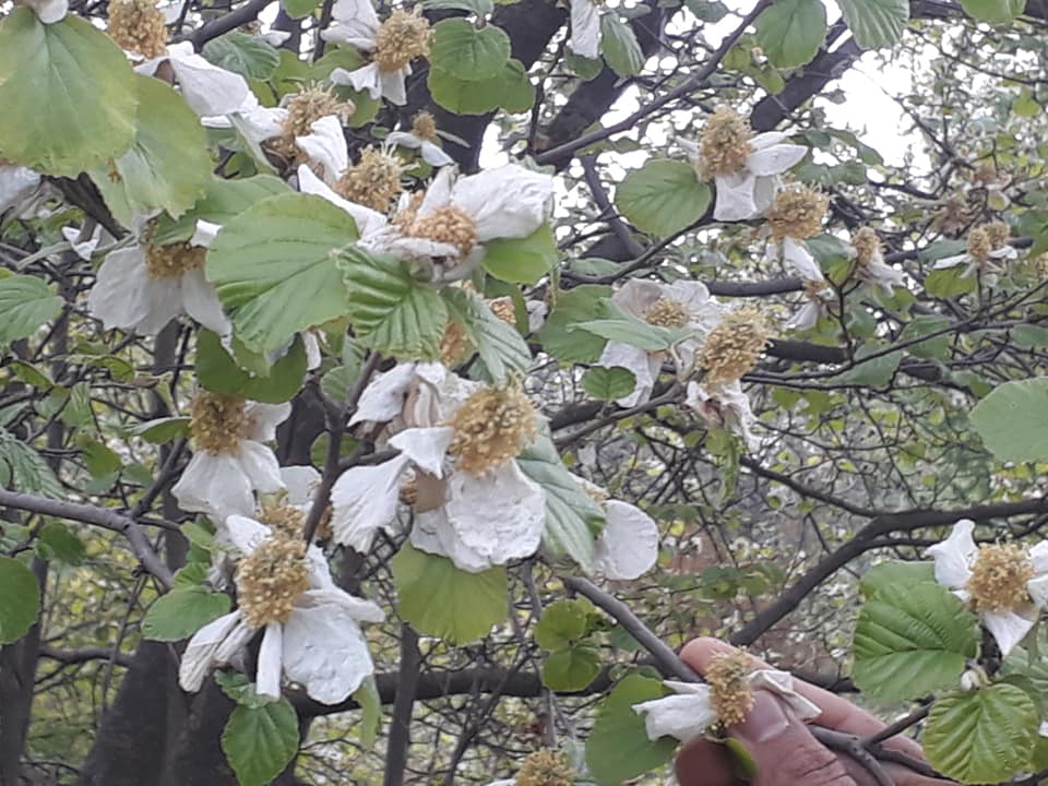 Jammu and Kashmir Medicinal Plants Introduction Centre Parrotiopsis
