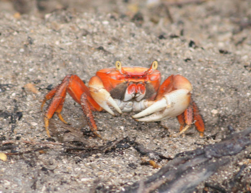 Дон краб. Cardisoma guanhumi. Softshell Crab. Cardisoma Carnifex. Crab landing.