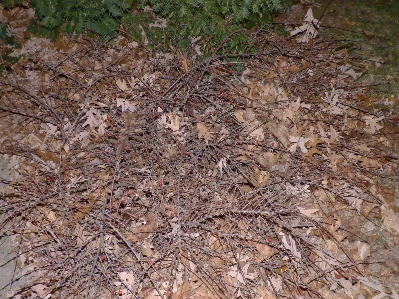 Florez Nursery Cotoneaster Horizontalis Var Hodginsii
