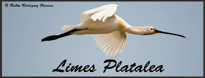 Proyecto Limes Platalea