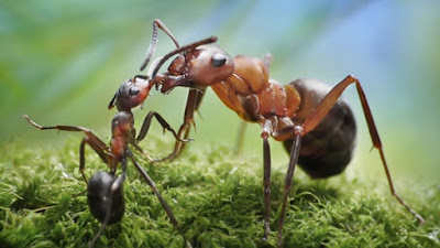 5 Fakta Unik Tentang Semut yang Bisa Membuat Kamu Kagum