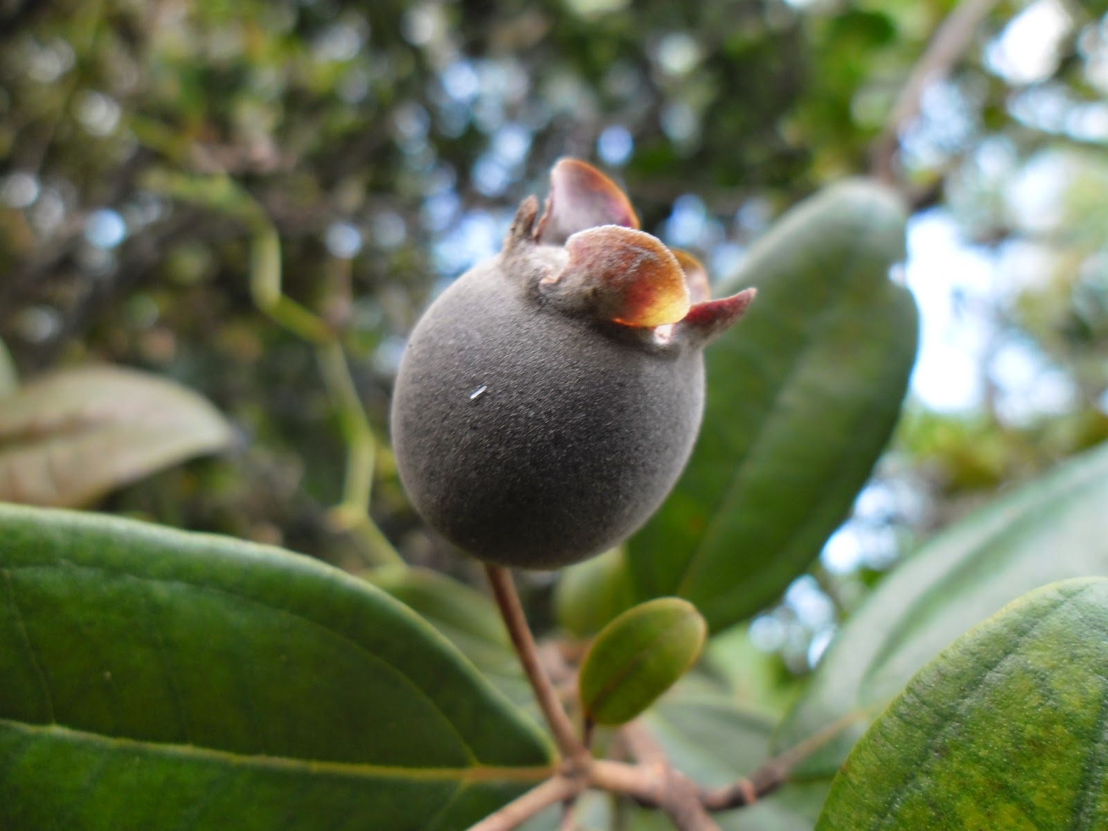 Plant World: Rhodomyrtus tomentosa