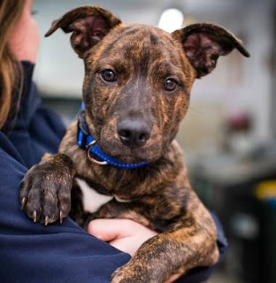 Puppy found and waiting at the dog shelter