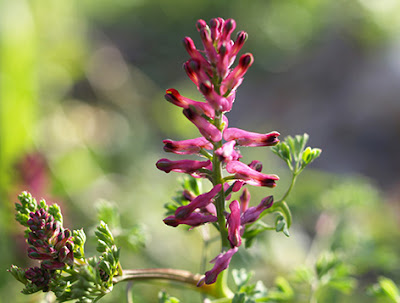 Palomilla (Fumaria officinalis)