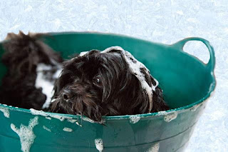 how to bathe a dog that hates water
