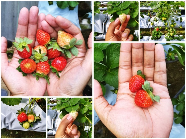 Jom ke Genting Strawberry Leisure Farm