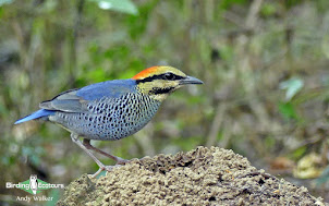 Blue Pitta