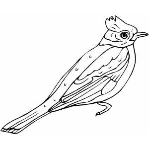 Interactive Magazine: Cardinal Bird coloring pages