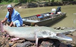 aligator gar  ikan air tawar terbesar di dunia