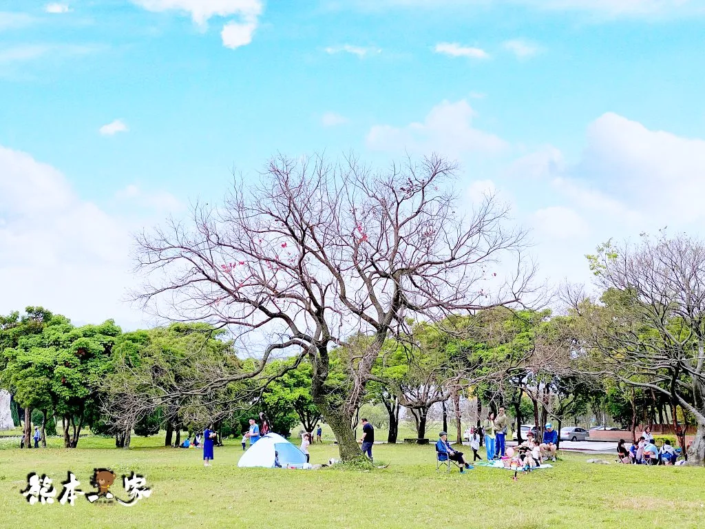 228連假三峽北大賞櫻花兼野餐親子半日遊|賞花點不少值得散步走走喔