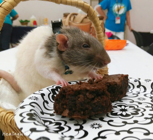 Vincent the Therapy Rat eating a brownie at a Compassionate Paws Meet and Greet