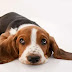 15 Reasons Basset Hounds Are Not The Friendly Doggies Everyone Says They Are