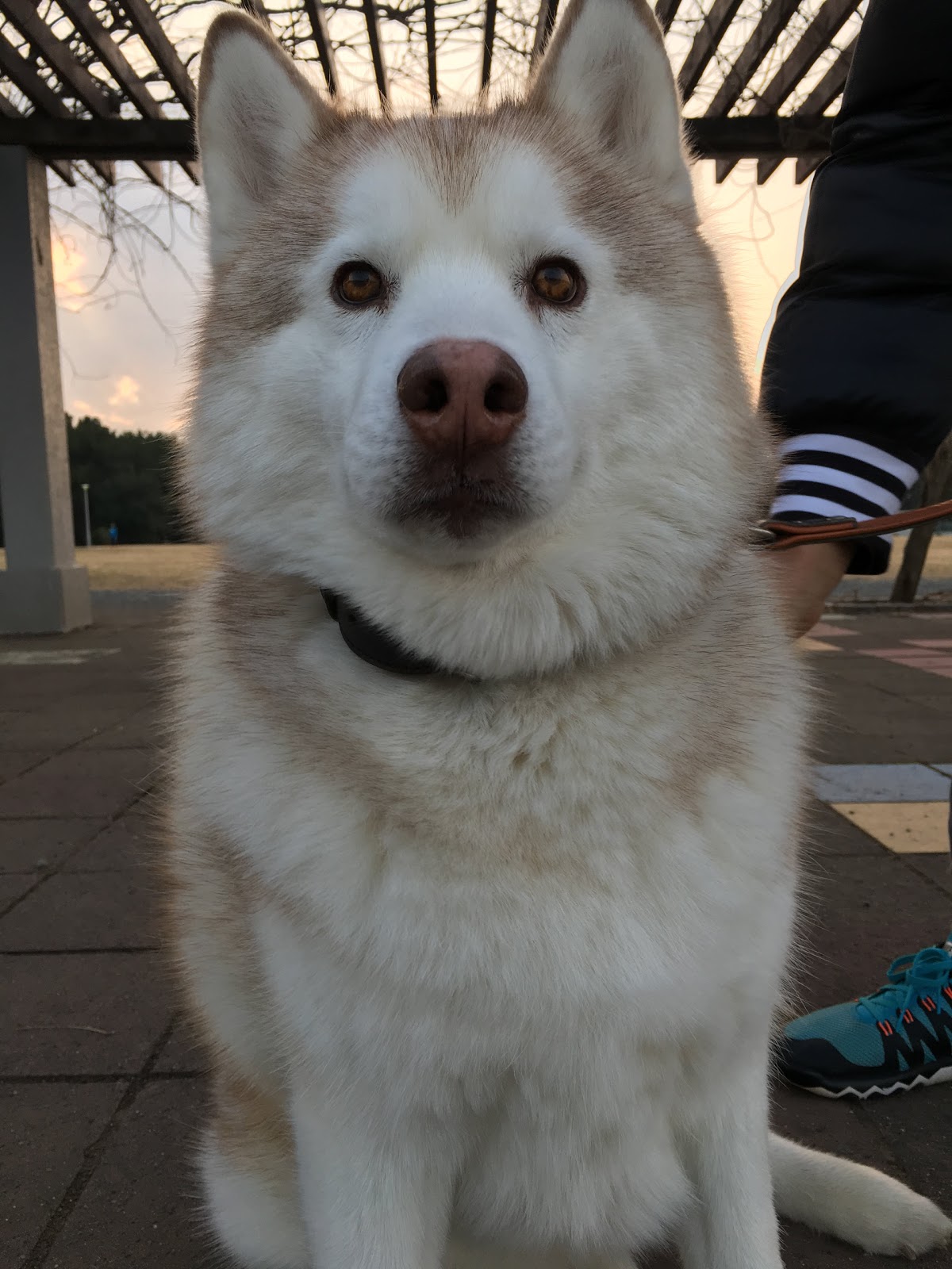 ハスキーはよく手を使う