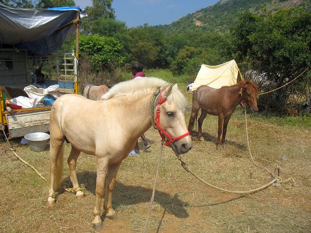 ARUNACHALA GRACE Cows and Horses