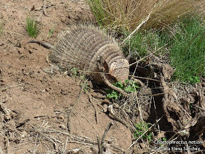 Andean hairy Armadillo