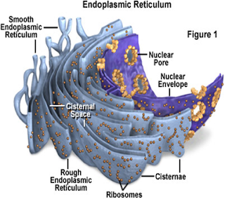 retikulum endoplasma retikulum endoplasma